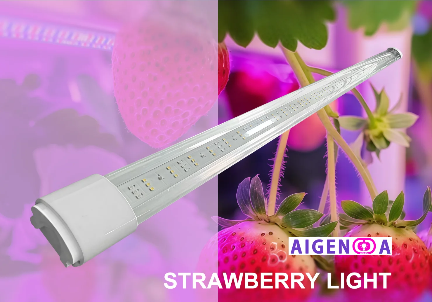 Grow lights for Strawberry .webp