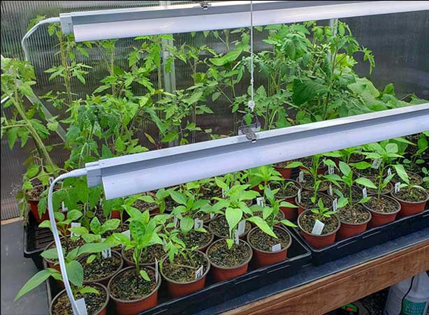 Flower Nursery in Canada