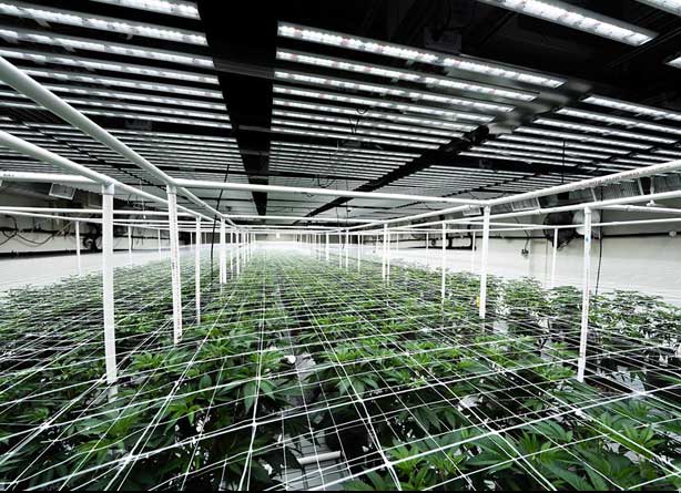 Greenhouse Cannabis Farm in Chiang Mai, Thailand