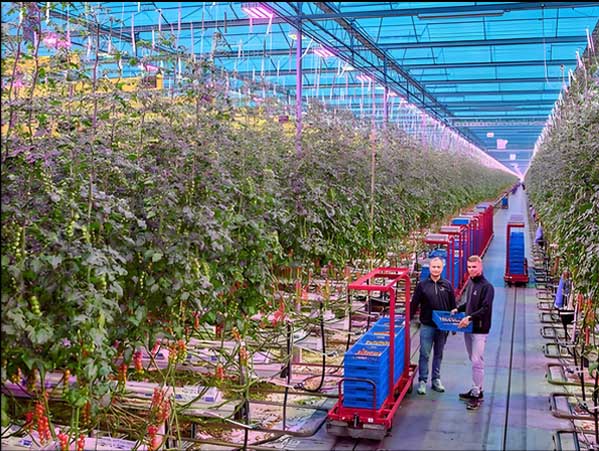 Tomato Greenhouse in the Netherlands