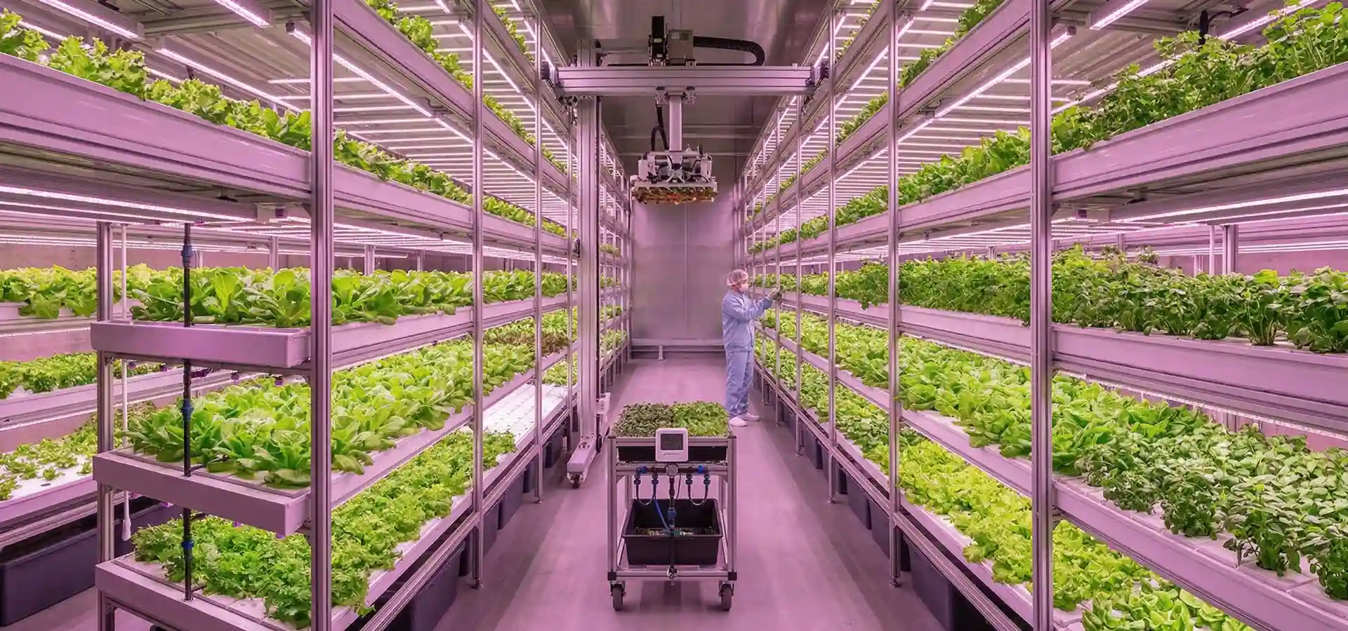 Indoor leafy vegetables green farm Indoor leafy vegetables green farm